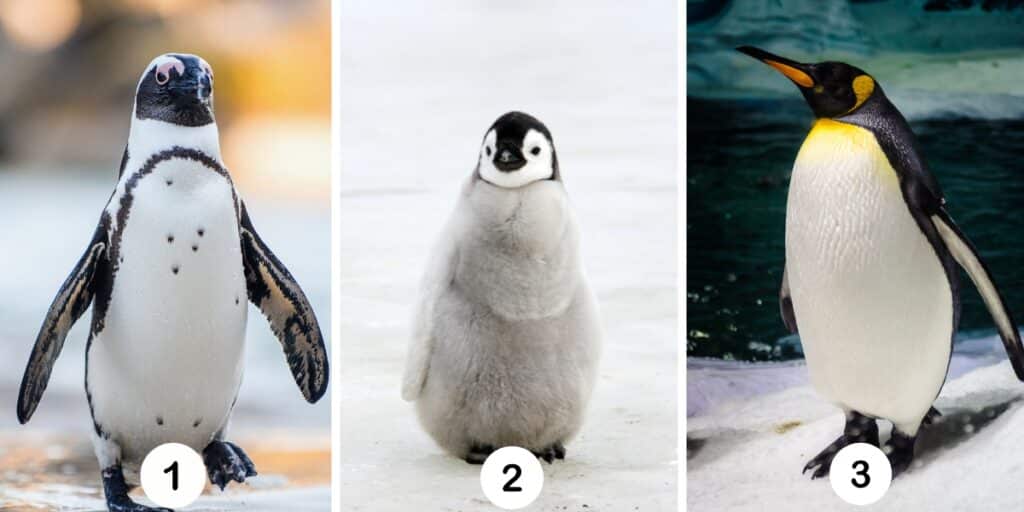 Test della personalità: Svela la tua musa ispiratrice scegliendo tra questi 3 pinguini enigmatici!