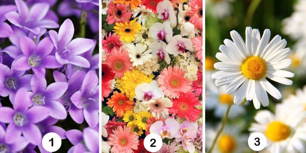 Test della personalità: Quale fiore rappresenta la tua esistenza? Scegli tra 3 opzioni floreali e scopri se stai vivendo appieno la tua vita!