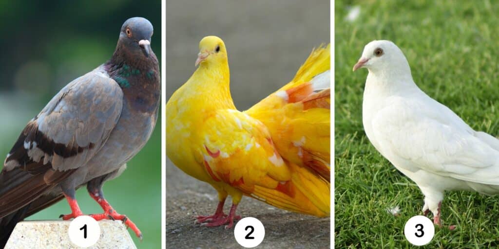 Test della personalità: Quale dei 3 piccioni sei? Scopri la tua vera libertà!