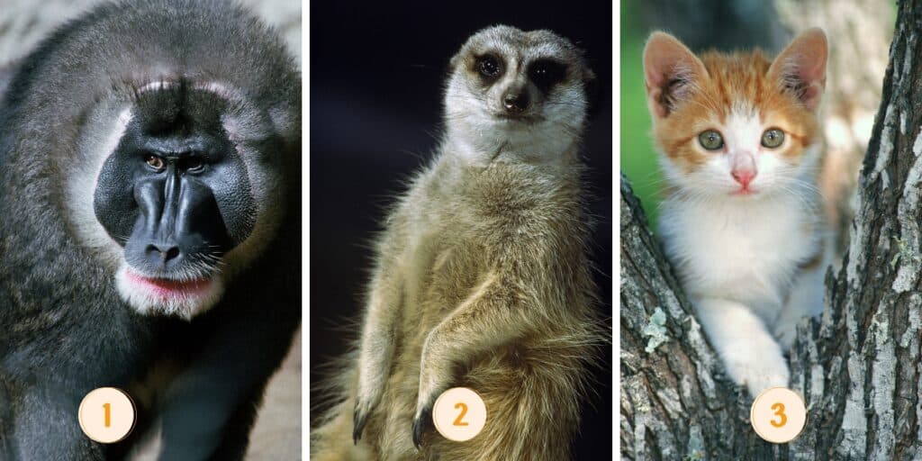 Test della personalità: Svela la tua furia interiore scegliendo uno di questi 3 animali!