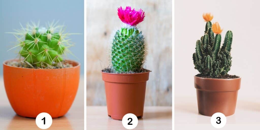 Test della personalità: Quale cactus sei? Scegli tra questi 3 e scopri il segreto del tuo controllo emotivo!