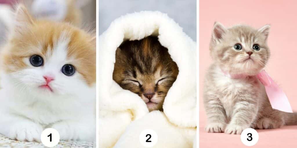 Test della personalità: Scegli uno dei 3 gattini nell'immagine e scopri se sei davvero una persona indulgente!